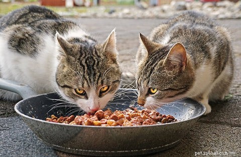 Choosing the Perfect Food and Water Bowls for Your Cat: A Practical Guide