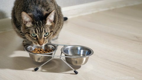 Choosing the Perfect Food and Water Bowls for Your Cat: A Practical Guide