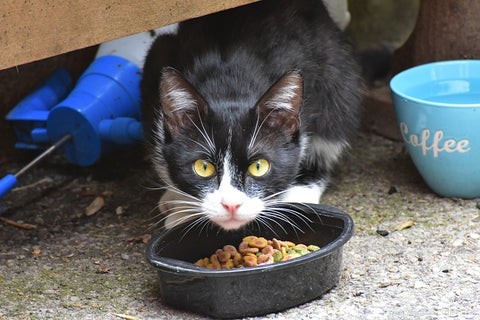Choosing the Perfect Food and Water Bowls for Your Cat: A Practical Guide