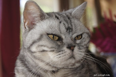 American Shorthair Cats: A Balanced, Loving Companion