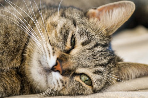 American Shorthair Cats: A Balanced, Loving Companion