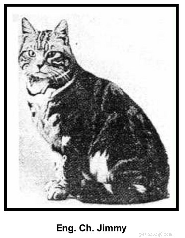 American Shorthair Cats: A Balanced, Loving Companion