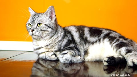 American Shorthair Cats: A Balanced, Loving Companion