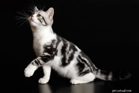 American Shorthair Cats: A Balanced, Loving Companion