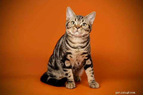 American Shorthair Cats: A Balanced, Loving Companion
