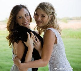 American Shorthair Cats: A Balanced, Loving Companion