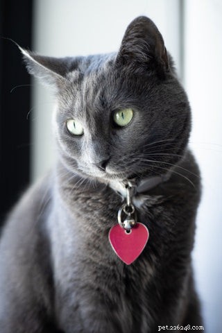 Should Your Cat Wear a Collar? A Guide to Safety and Comfort