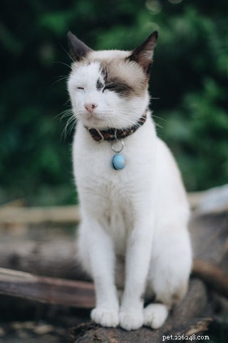 Should Your Cat Wear a Collar? A Guide to Safety and Comfort