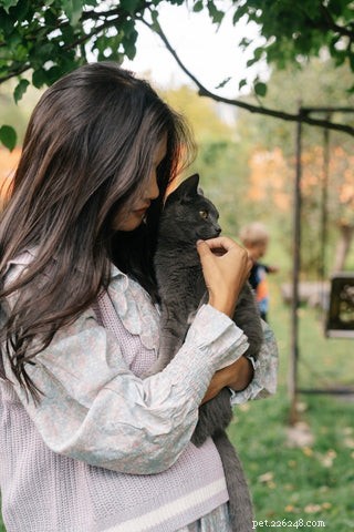 Should Your Cat Wear a Collar? A Guide to Safety and Comfort