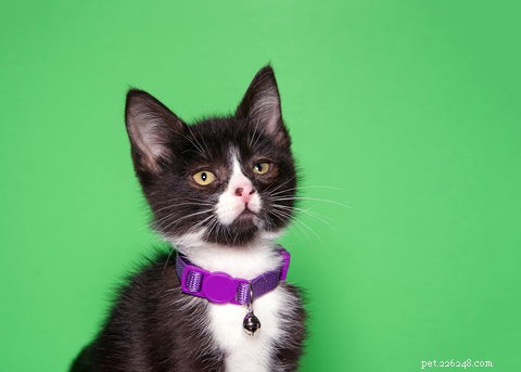 Should Your Cat Wear a Collar? A Guide to Safety and Comfort