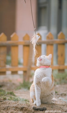 Should Your Cat Wear a Collar? A Guide to Safety and Comfort