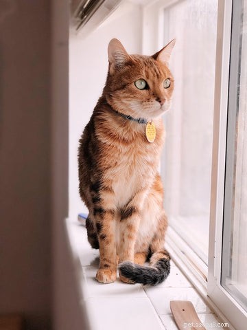 Should Your Cat Wear a Collar? A Guide to Safety and Comfort