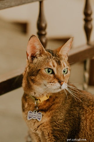 Should Your Cat Wear a Collar? A Guide to Safety and Comfort