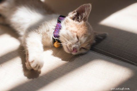 Should Your Cat Wear a Collar? A Guide to Safety and Comfort
