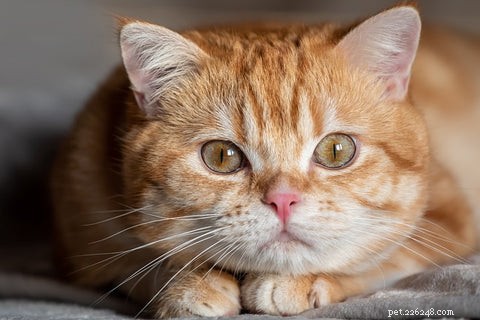 Should Your Cat Wear a Collar? A Guide to Safety and Comfort