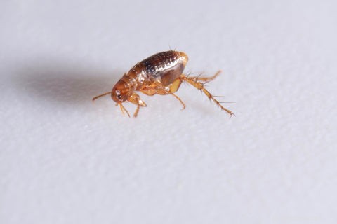 Effective Steps to Treat Fleas in Your Cat