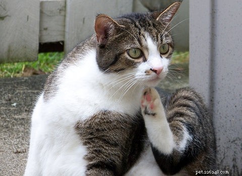 Effective Steps to Treat Fleas in Your Cat