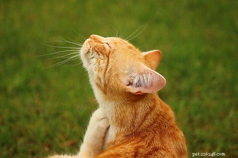 Effective Steps to Treat Fleas in Your Cat
