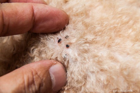Effective Steps to Treat Fleas in Your Cat