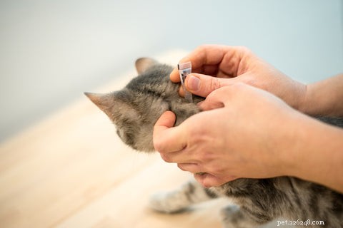 Effective Steps to Treat Fleas in Your Cat