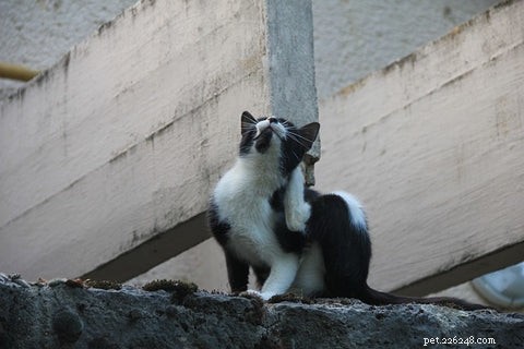 Effective Steps to Treat Fleas in Your Cat
