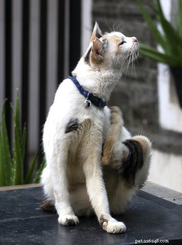 Effective Steps to Treat Fleas in Your Cat