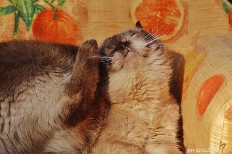 Effective Steps to Treat Fleas in Your Cat