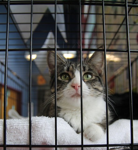 Effective Steps to Treat Fleas in Your Cat