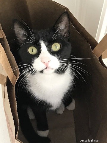 Tuxedo Cats: Style, Science, and Common Myths Debunked
