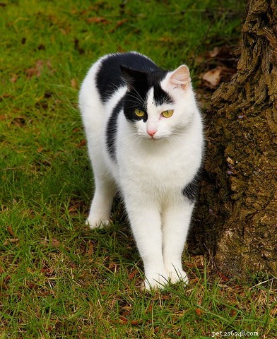 Tuxedo Cats: Style, Science, and Common Myths Debunked