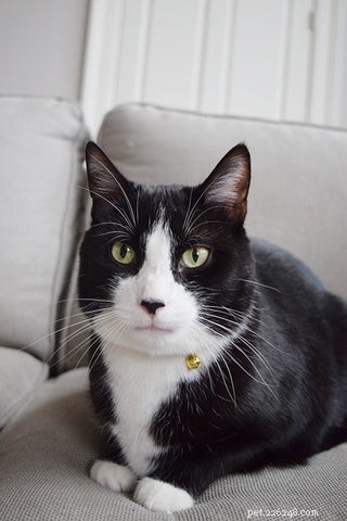 Tuxedo Cats: Style, Science, and Common Myths Debunked