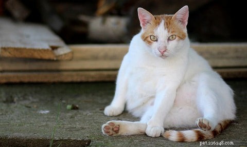 Tuxedo Cats: Style, Science, and Common Myths Debunked