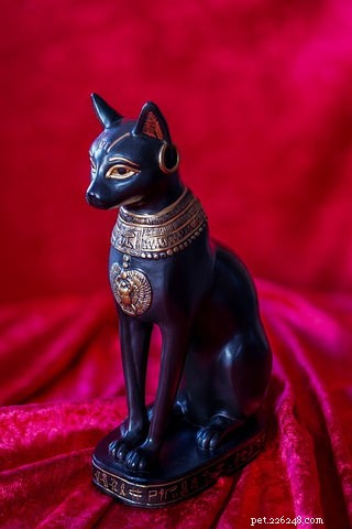 Tuxedo Cats: Style, Science, and Common Myths Debunked