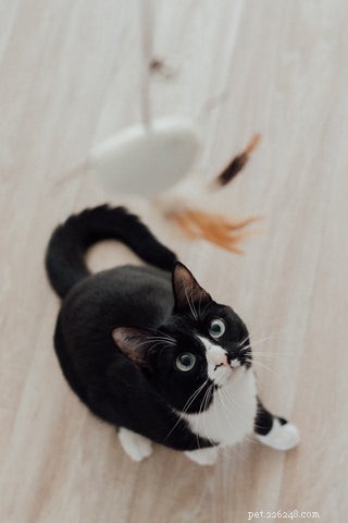 Tuxedo Cats: Style, Science, and Common Myths Debunked