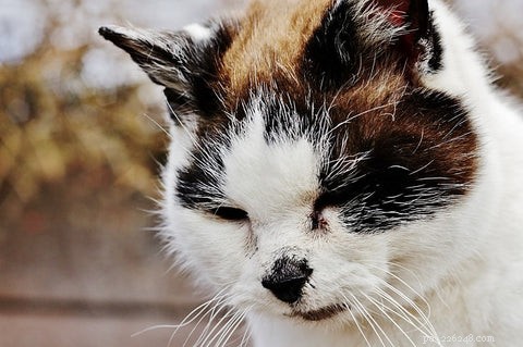 Understanding and Preventing Hepatic Lipidosis in Cats