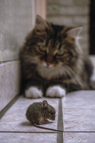 Understanding and Preventing Hepatic Lipidosis in Cats