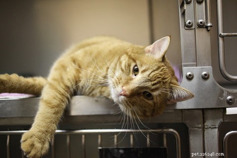 Understanding and Preventing Hepatic Lipidosis in Cats