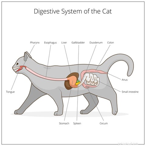 Understanding and Preventing Hepatic Lipidosis in Cats
