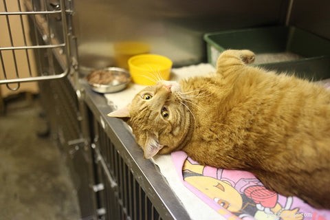 Understanding and Preventing Hepatic Lipidosis in Cats