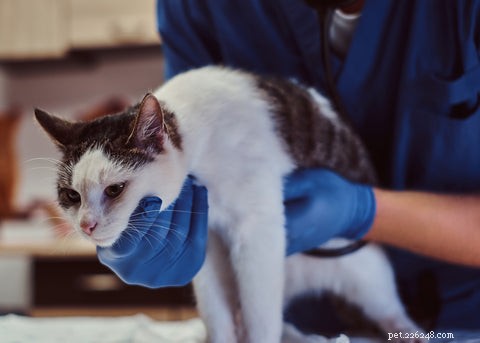 Understanding and Preventing Hepatic Lipidosis in Cats