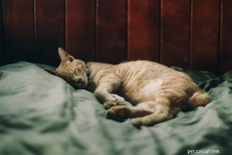 Understanding and Preventing Hepatic Lipidosis in Cats
