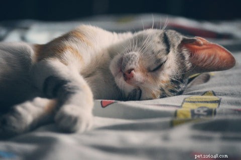 Understanding and Preventing Hepatic Lipidosis in Cats