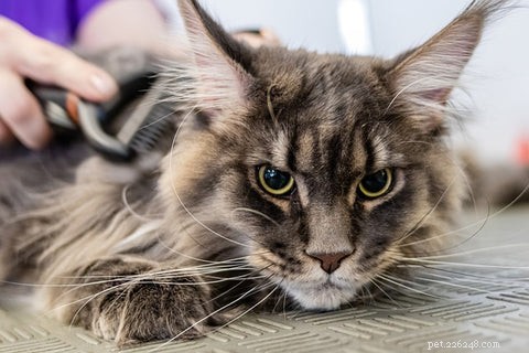 Understanding Cat Shedding: Causes, Normal Levels, and When to Seek Help