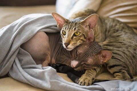 Understanding Cat Shedding: Causes, Normal Levels, and When to Seek Help