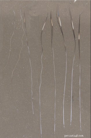 Understanding Cat Shedding: Causes, Normal Levels, and When to Seek Help