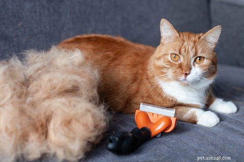 Understanding Cat Shedding: Causes, Normal Levels, and When to Seek Help