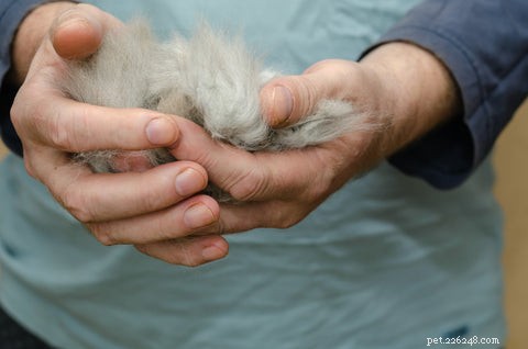 Understanding Cat Shedding: Causes, Normal Levels, and When to Seek Help