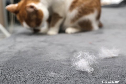 Understanding Cat Shedding: Causes, Normal Levels, and When to Seek Help