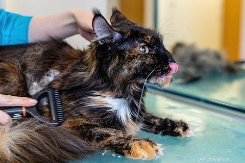 Understanding Cat Shedding: Causes, Normal Levels, and When to Seek Help