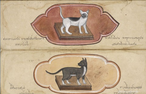 Discover the Elegance and Personality of the Siamese Cat